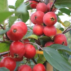 Malus 'Gorgeous' (PARADISÆBLE) Højde 200-250 Cm
