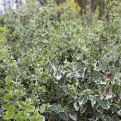 Euonymus Fort. 'Emerald Gaiety' (KRYBENDE BENVED) Stammehøjde 150 Cm