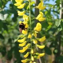 Laburnum X Wat. 'Vossii' (GULDREGN) Salgsstørrelse; 10-12 Cm
