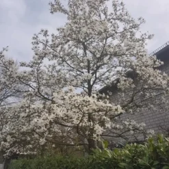 Magnolia Kobus (JAPANSK MAGNOLIA) Højde 175-200 Cm