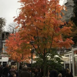 Sorbus 'Dodong' (KOREANSK RØN) Stammeomkreds 10-12 Cm