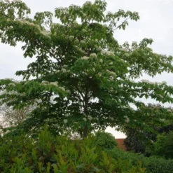 Cornus Controversa (ETAGE-KORNEL) Salgshøjde: 80-100 C