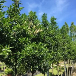 Prunus Lusitanica 'Angustifolia' (PORTUGISISK KIRSEBÆRLAURBÆR) Stammeomkreds 12-14 Cm