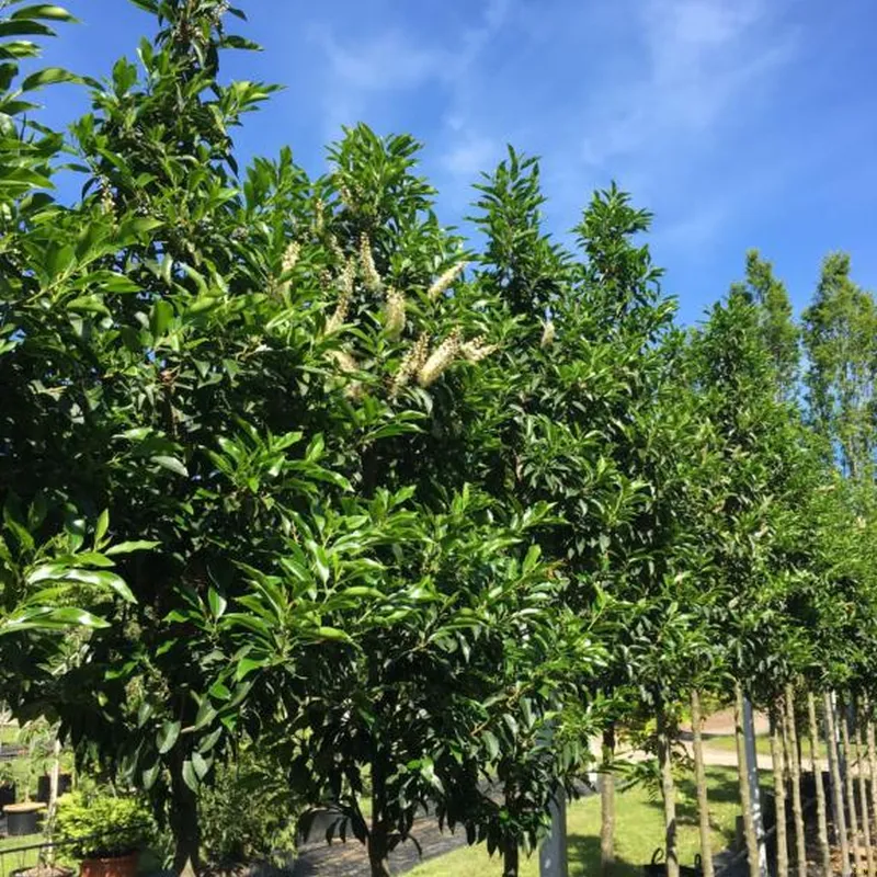 Prunus Lusitanica 'Angustifolia' (PORTUGISISK KIRSEBÆRLAURBÆR) Stammeomkreds 12-14 Cm 3 Prunus Lusitanica 'Angustifolia' (PORTUGISISK KIRSEBÆRLAURBÆR) Stammeomkreds 12-14 Cm