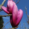 Magnolia 'Susan' (MAGNOLIA) Højde 100-125 Cm 1 Magnolia 'Susan' (MAGNOLIA) Højde 100-125 Cm -Planter Butik copy from STJST2002075716 362 to stjst 02075716 3621 1