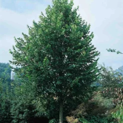 Tilia Cordata 'Greenspire' (SMÅBLADET LIND) Stammeomkreds 12-14 Cm