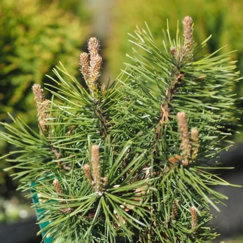 PINUS MUGO 'MOPS' (Dværgfyr), Stammehøjde 200 Cm 3 PINUS MUGO 'MOPS' (Dværgfyr), Stammehøjde 200 Cm