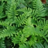 Polypodium Vulgare (Alm. Engelsød) -Planter Butik gsb 63081