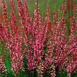Calluna Vulgaris 'Athene' (Efterårslyng)