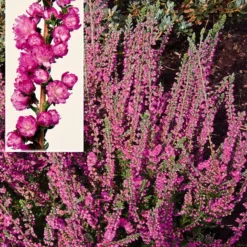 Calluna Vulgaris 'Jana' (Efterårslyng)