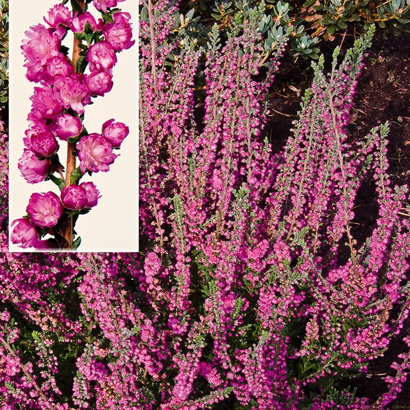 Calluna Vulgaris 'Jana' (Efterårslyng) 3 Calluna Vulgaris 'Jana' (Efterårslyng)