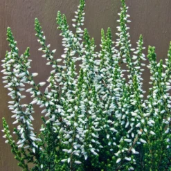 Calluna Vulgaris 'Madonna' (Efterårslyng)