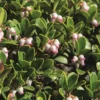 Arctostaphylos Uva-ursi ''Massachusetts' (Melbærris) 1 Arctostaphylos Uva-ursi ''Massachusetts' (Melbærris) -Planter Butik gsu 80121
