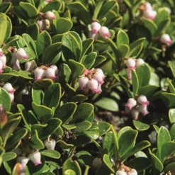 Arctostaphylos Uva-ursi  ''Massachusetts' (Melbærris)
