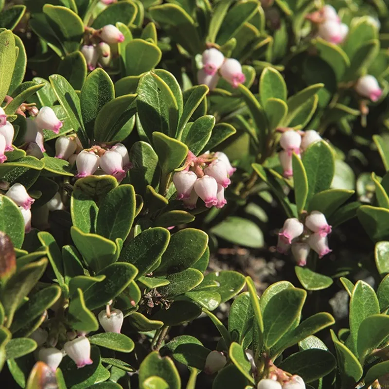 Arctostaphylos Uva-ursi ''Massachusetts' (Melbærris) 3 Arctostaphylos Uva-ursi ''Massachusetts' (Melbærris)