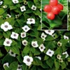 Cornus Canadensis (Canadisk Hønsebær) -Planter Butik gsu 80501