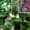 Gaultheria Miqueliana (Bjergte) 1 Gaultheria Miqueliana (Bjergte) -Planter Butik gsu 81021