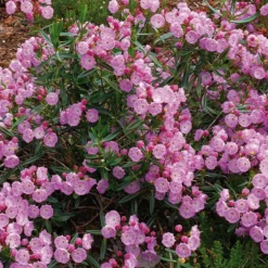 Kalmia Polifolia 'Newfoundland' (Kalmia)