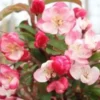 Malus Hyb. 'Helle' (Prydæble) Stammehøjde 60 Cm -Planter Butik malushelle