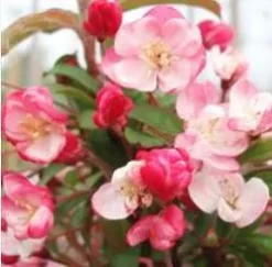 Malus Hyb. 'Helle' (Prydæble) Stammehøjde 60 Cm
