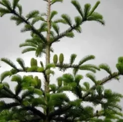 Abies Nordmanniana (Nordmannsgran) - Salgshøjde: 40-60 Cm 10 L Potte