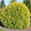 Thuja Occ. 'Golden Globe' (Alm. Thuja), Salgshøjde: 25-30 Cm 1 Thuja Occ. 'Golden Globe' (Alm. Thuja), Salgshøjde: 25-30 Cm -Planter Butik ny17101300001