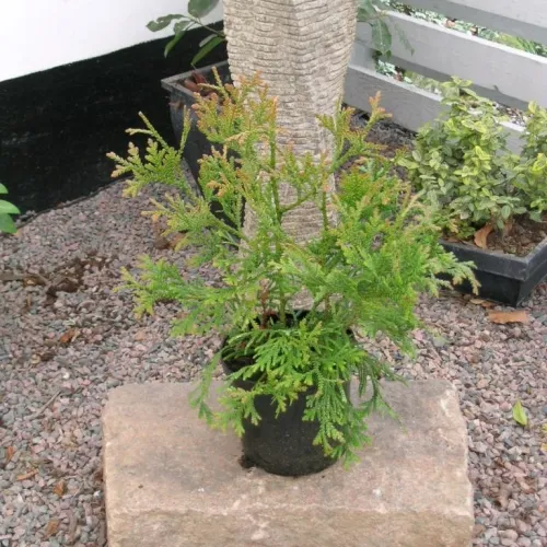 Thujopsis Dolabrata (Hønsebenstræ), Salgshøjde: 30-40 Cm 3 Thujopsis Dolabrata (Hønsebenstræ), Salgshøjde: 30-40 Cm