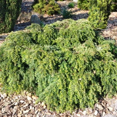 Tsuga Canadensis 'Jeddeloh' (Hemlock), Salgshøjde: 20-25 Cm 3 Tsuga Canadensis 'Jeddeloh' (Hemlock), Salgshøjde: 20-25 Cm