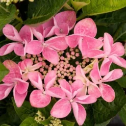 Hydrangea Macr. 'Beijing'Pink Tel (Impuls. Hortensia), Salgshøjde: IMPULS