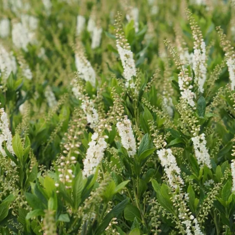 CLETHRA ALNIFOLIA 'CLEA' (Liljekonvalbusk), Salgshøjde: Buske 3,5 L 3 CLETHRA ALNIFOLIA 'CLEA' (Liljekonvalbusk), Salgshøjde: Buske 3,5 L