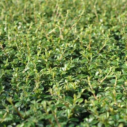 Cotoneaster Damm. 'Coral Beauty' (Dværgmispel), Salgshøjde: BUSKE 3 Cotoneaster Damm. 'Coral Beauty' (Dværgmispel), Salgshøjde: BUSKE