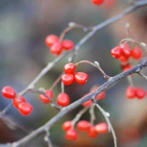 Cotoneaster Franchetti Norðîc® 'Brander' (Dværgmispel), Salgshøjde: BUSKE 3 Cotoneaster Franchetti Norðîc® 'Brander' (Dværgmispel), Salgshøjde: BUSKE