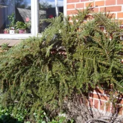 Cotoneaster Horiz. 'Cotali' (Dværgmispel), Salgshøjde: BUSKE