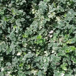 Euony. F. 'Emer. Gaiety Minor' (Krybende Benved), Salgshøjde: BUSKE