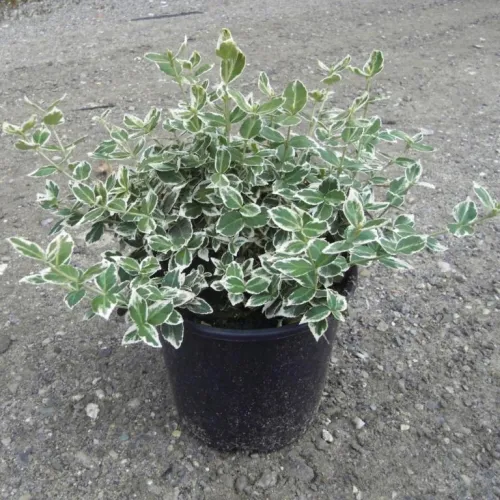 Euony. F. 'Emer. Gaiety Major' (Krybende Benved), Salgshøjde: BUSKE 3 Euony. F. 'Emer. Gaiety Major' (Krybende Benved), Salgshøjde: BUSKE