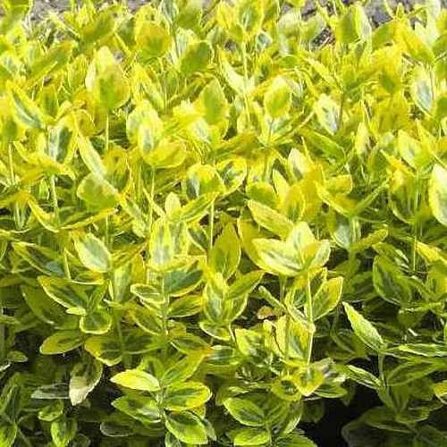 Euony. F. 'Emer. 'N Gold' (Krybende Benved), Salgshøjde: BUSKE 3 Euony. F. 'Emer. 'N Gold' (Krybende Benved), Salgshøjde: BUSKE