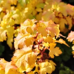 Stephanandra Incisa 'Crispa' (Kranstop), Salgshøjde: BUSKE