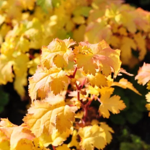 Stephanandra Incisa 'Crispa' (Kranstop), Salgshøjde: BUSKE 3 Stephanandra Incisa 'Crispa' (Kranstop), Salgshøjde: BUSKE