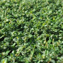 Cotoneaster Damm. Norðîc® 'Rami' (Dværgmispel), Salgshøjde: 10 Cm