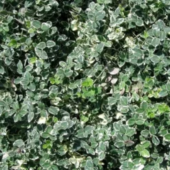 Euony. F. 'Emer. Gaiety Minor' (Krybende Benved), Salgshøjde: 10 Cm