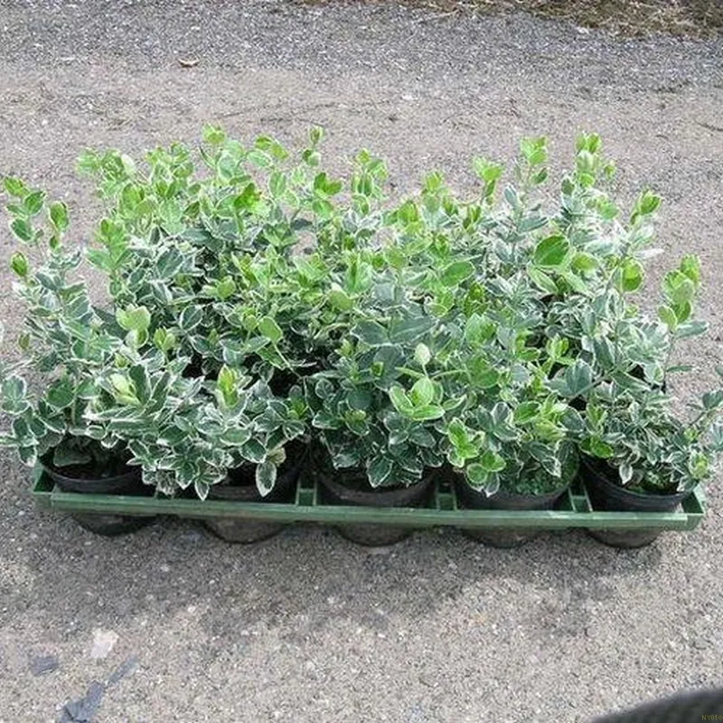 EUONY. F. 'EMER. GAIETY MAJOR' (Krybende Benved), Salgshøjde: 10 Cm Potte 3 EUONY. F. 'EMER. GAIETY MAJOR' (Krybende Benved), Salgshøjde: 10 Cm Potte