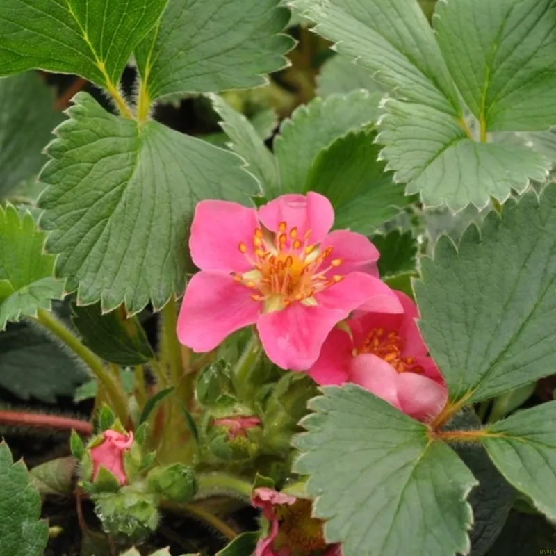 FRAGARIA HYBR. 'LIPSTICK' (Prydjordbær), Salgshøjde: 10 Cm Potte 3 FRAGARIA HYBR. 'LIPSTICK' (Prydjordbær), Salgshøjde: 10 Cm Potte