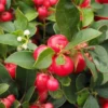 GAULTHERIA PROCUMBENS 'RED DIAMOND' (Bjergthe), Salgshøjde: Potte 1,5 L 2 GAULTHERIA PROCUMBENS 'RED DIAMOND' (Bjergthe), Salgshøjde: Potte 1,5 L -Planter Butik nybd 50065000101