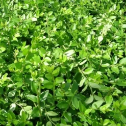 LONICERA NIT. 'MAJGRUEN' (Gedeblad), Salgshøjde: 10 Cm Potte