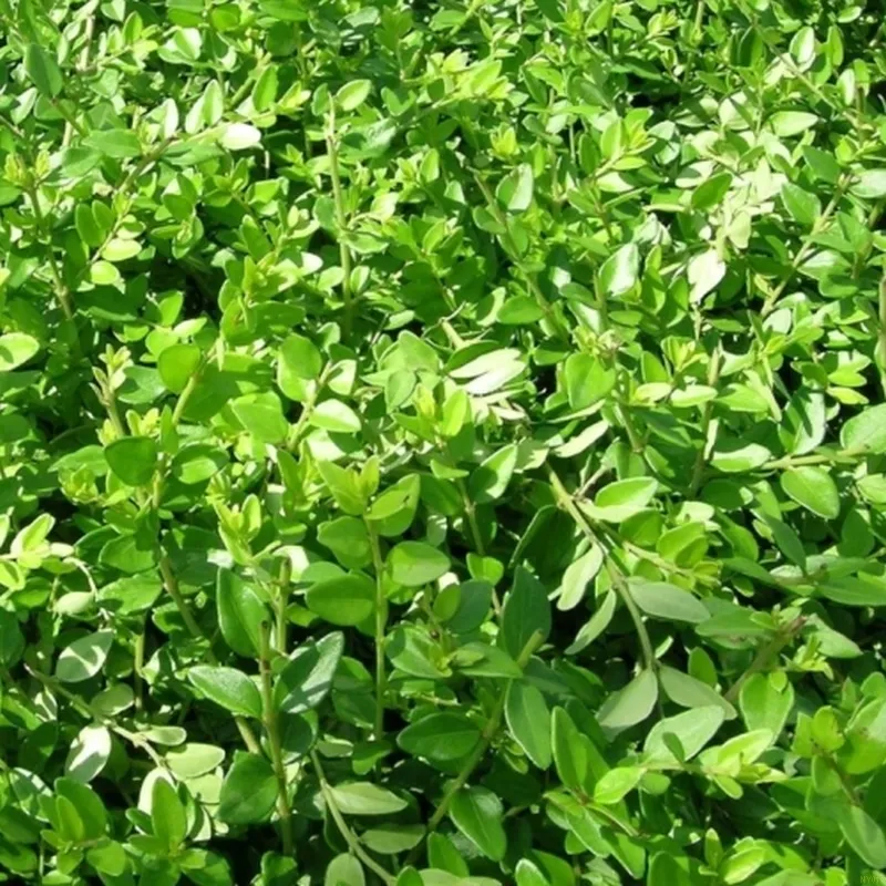 LONICERA NIT. 'MAJGRUEN' (Gedeblad), Salgshøjde: 10 Cm Potte 3 LONICERA NIT. 'MAJGRUEN' (Gedeblad), Salgshøjde: 10 Cm Potte