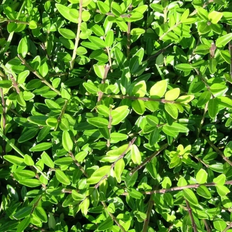 LONICERA PILEATA (Gedeblad), Salgshøjde: 10 Cm Potte 3 LONICERA PILEATA (Gedeblad), Salgshøjde: 10 Cm Potte