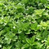 Pachysandra Ter. 'Green Carpet' (Vinterglans), Salgshøjde: 10 Cm 2 Pachysandra Ter. 'Green Carpet' (Vinterglans), Salgshøjde: 10 Cm -Planter Butik nybd 50090000001