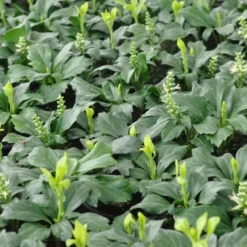 Pachysandra Ter. 'Green Sheen' (Vinterglans), Salgshøjde: 10 Cm