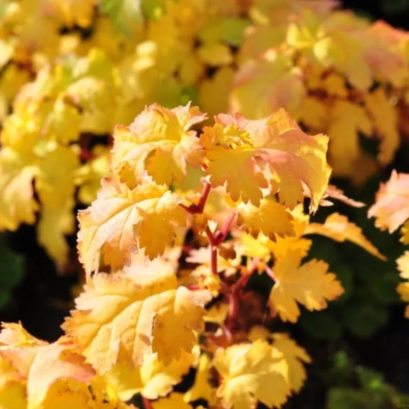 Stephanandra Incisa 'Crispa' (Kranstop), Salgshøjde: 10 Cm 3 Stephanandra Incisa 'Crispa' (Kranstop), Salgshøjde: 10 Cm