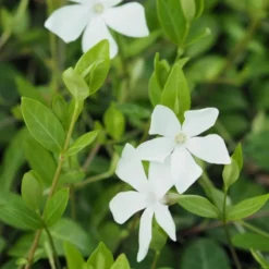 Vinca Minor 'Alba' (Hvid Vintergrøn), Salgshøjde: 10 Cm